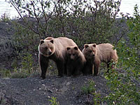 Brown Bears, Photo by Michael Jameson 2008.